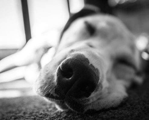 Angelo Damiao Photography - Dog Nose